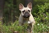 BOULEDOGUE FRANCAIS 409